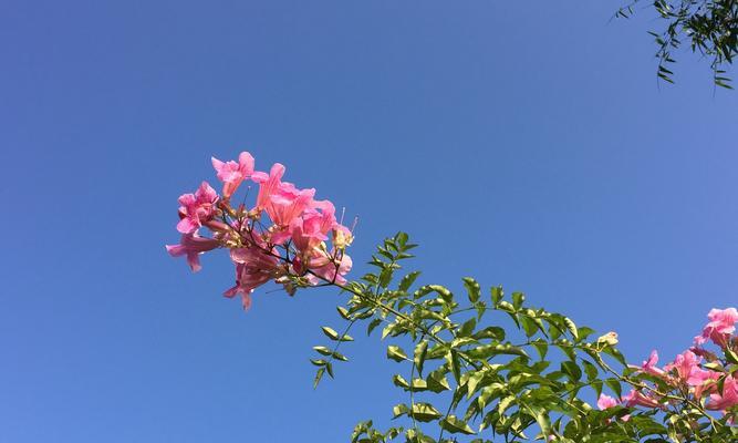 感恩大自然的心