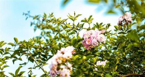 春光灿烂，岁月如歌（春天毕竟是春天，一切都在蓬勃生长中）