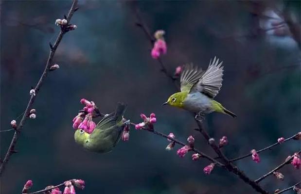 春天的鸟语花香（一个温暖的春日故事）