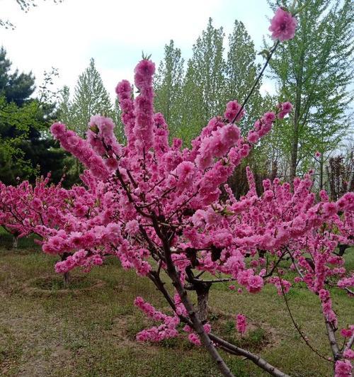 春天的故事——生命的季节（春风拂面，万物复苏，人间繁华）