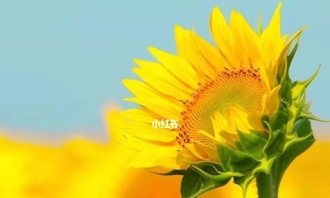 相依为伴，共度美好时光（朋友是我们人生中最好的礼物）