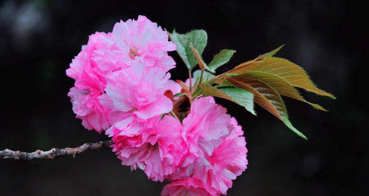 春天里的奇遇（百花盛开的季节，重逢与告别）