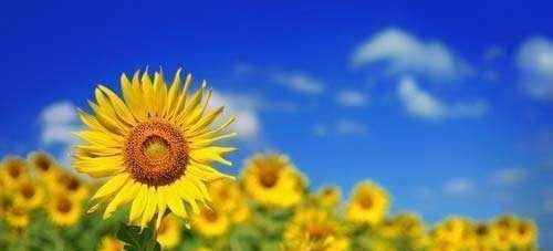 青春恰似一朵花，短暂却灿烂（青春恰似一朵花，短暂却灿烂）