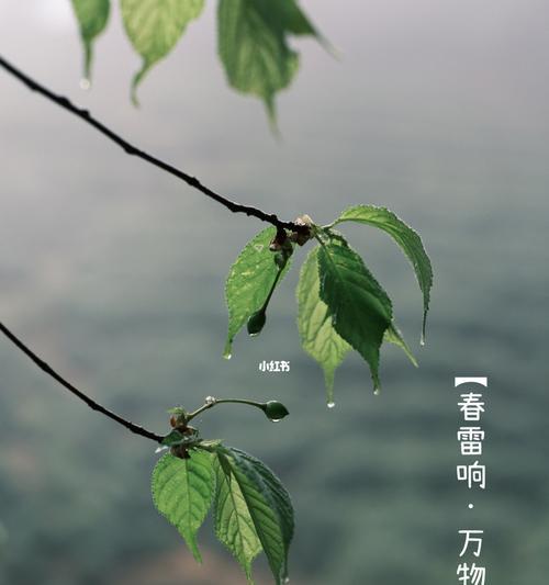一个小女孩和她的春天探险（一个小女孩和她的春天探险）