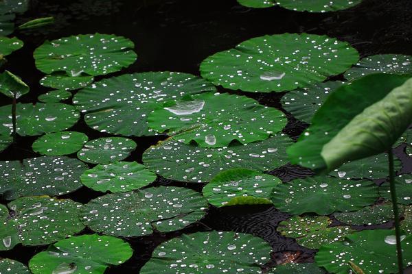 感受夏雨，感受快乐（感受夏雨，感受快乐）
