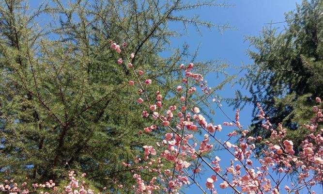 春天的生机（一个温馨的故事）