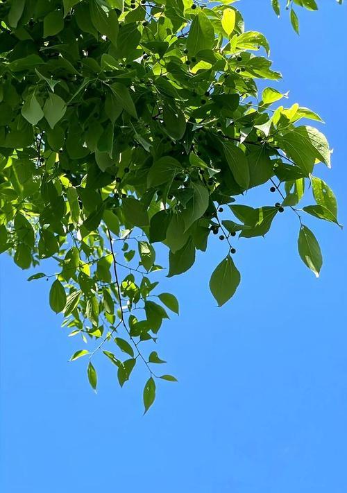 我仰望的梦想