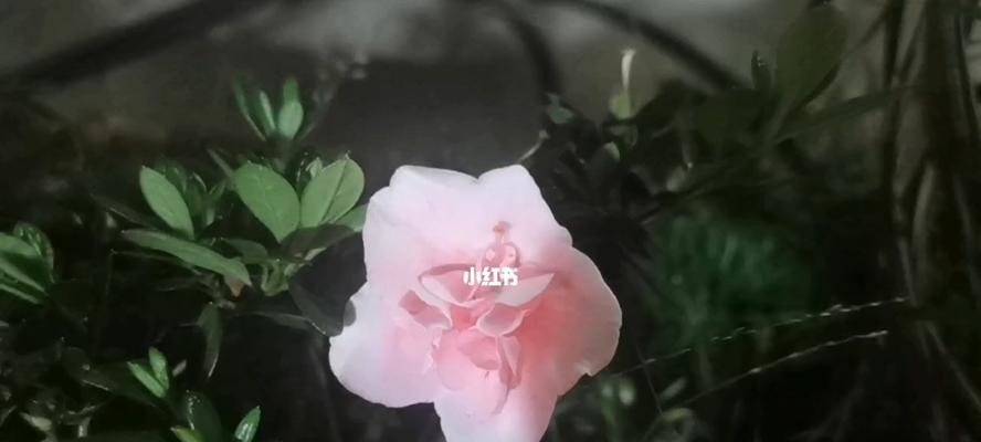 与大自然沟通的奇妙旅程（一位男孩如何用心与大自然沟通）