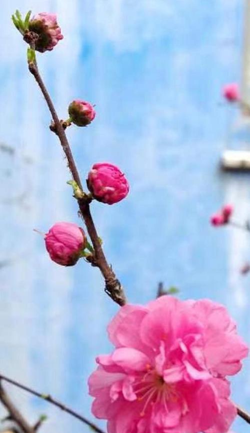 《燕啼春晓》（清脆的燕啼，带来的不仅是春季的气息）