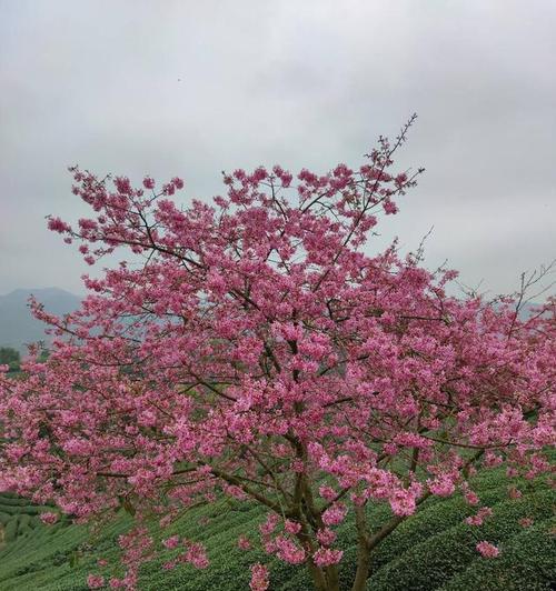 春天的遐想（春日美好，生命无限）