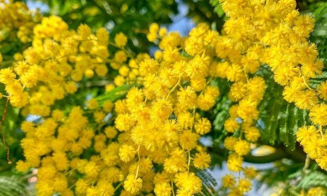 含羞草的秘密（探索神秘力量）