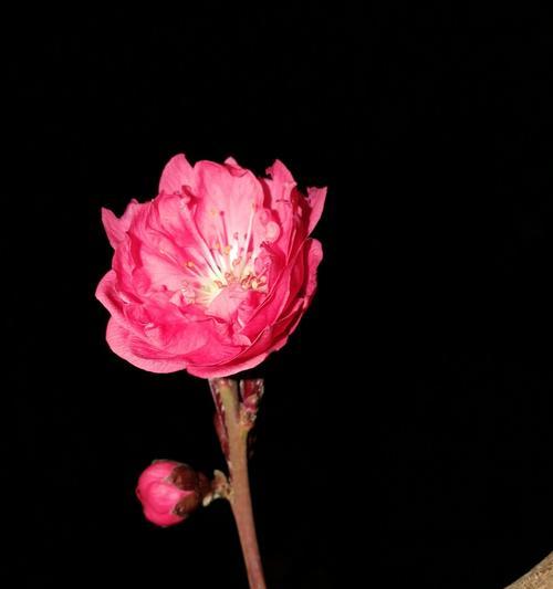 春天如约而至，带来了爱和希望（一段蜜蜂与花的故事）