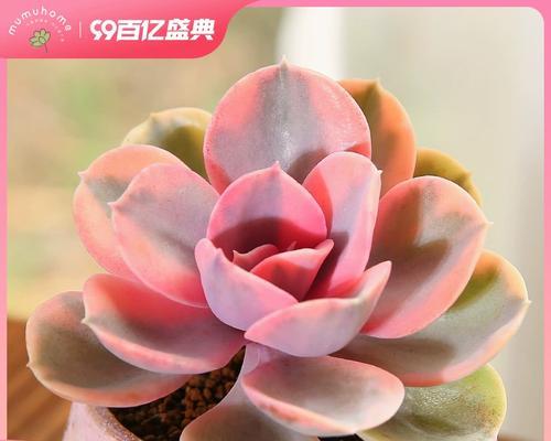 寻找彩虹的故事（探索大自然的奇妙与美丽）