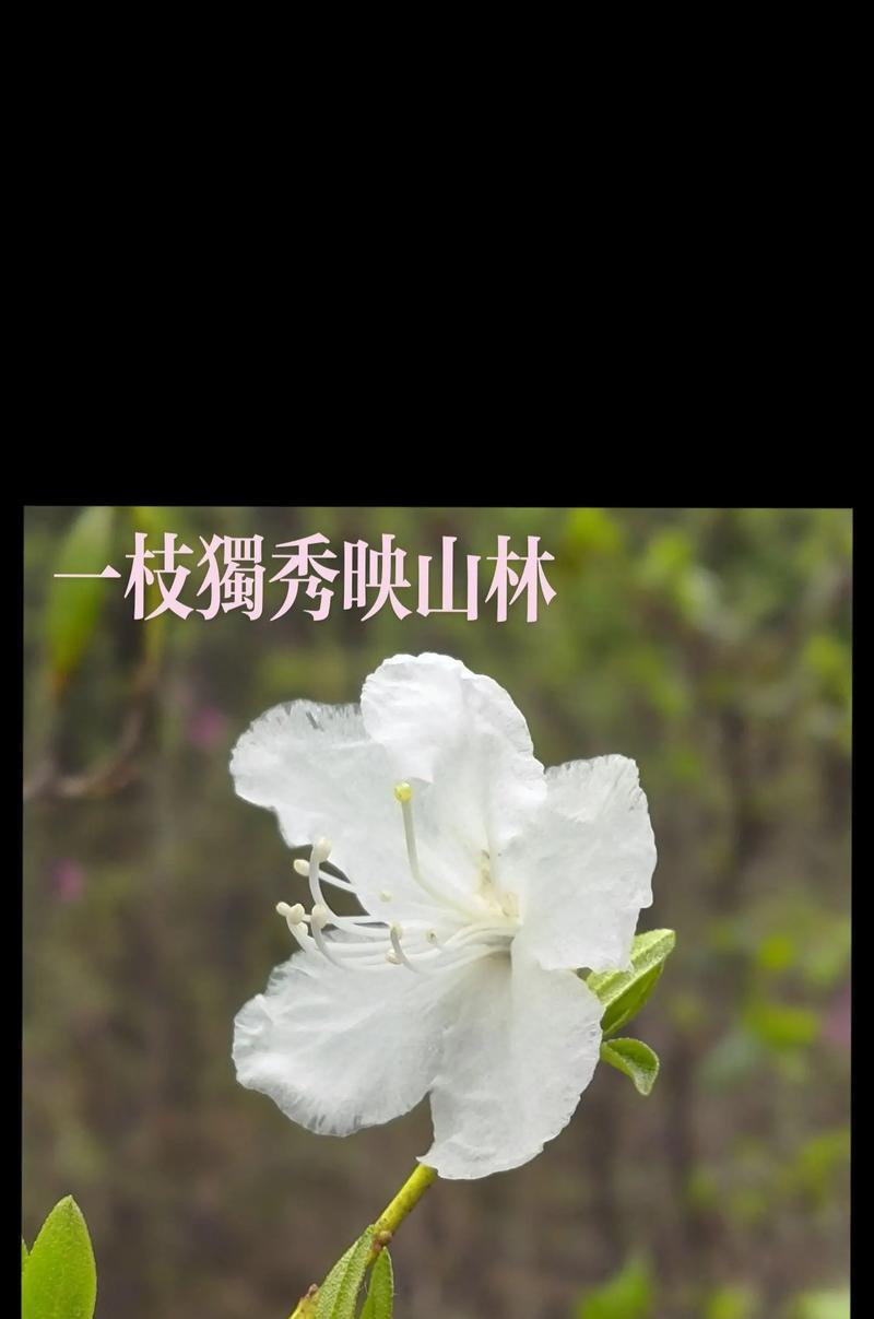 春天的花朵不会错过（以爱与希望绽放的故事）