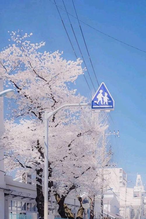 冬日白色的奇妙世界（让冬天来得更美好）