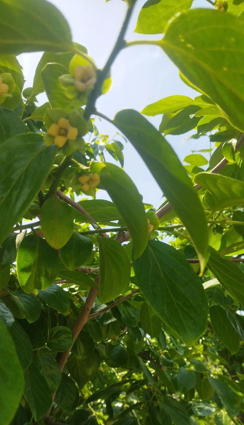 一颗不屈之心（从小村庄到世界大舞台）