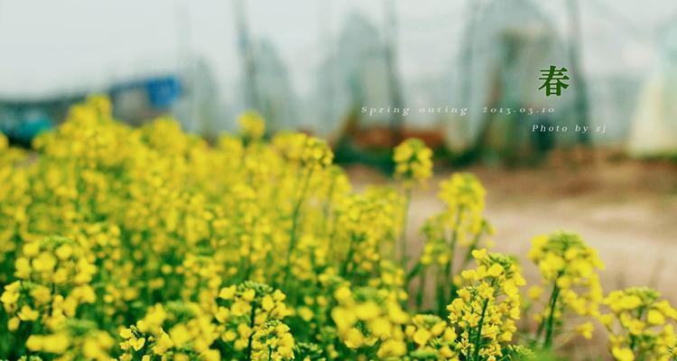 Spring:ASceneryofLife