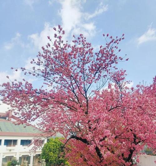 青春花开希望永存（樱花故事）