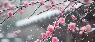 一场雪后的邂逅（一场雪后的邂逅）