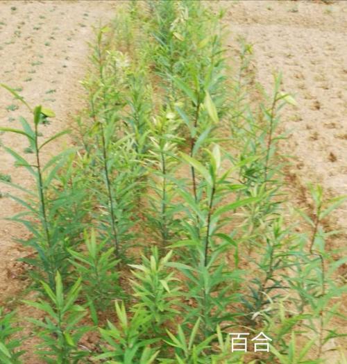 用劳动成果点亮人生（努力工作，迎接光明未来）