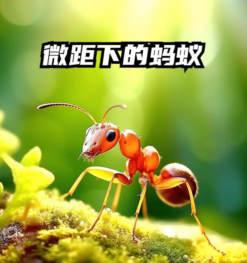 蚂蚁的力量：一只小小的蚂蚁带来的启示