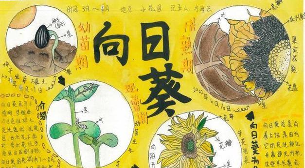 TheJourneyofaSunflower（FromSeedtoBloom）