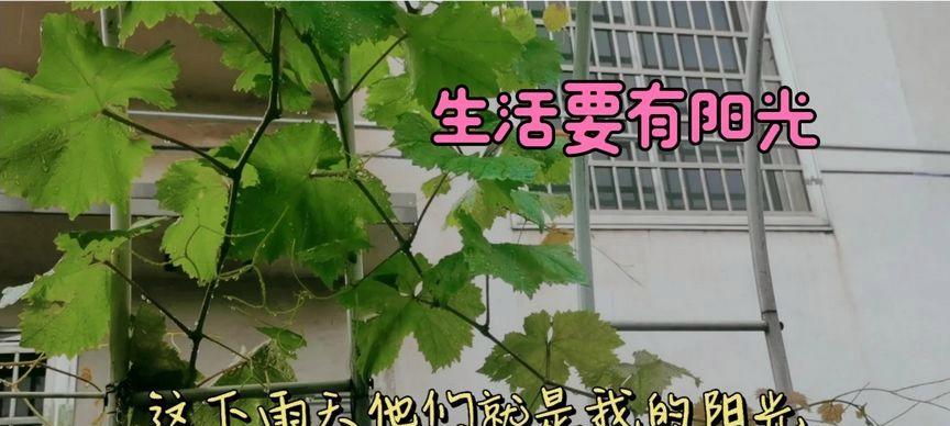 阳光如此明媚，人生如此美好（拥有一片属于自己的阳光，面对人生坎坷自信前行）