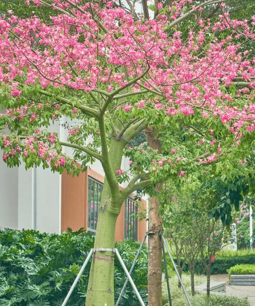花盛开的小村庄（最美的点缀）