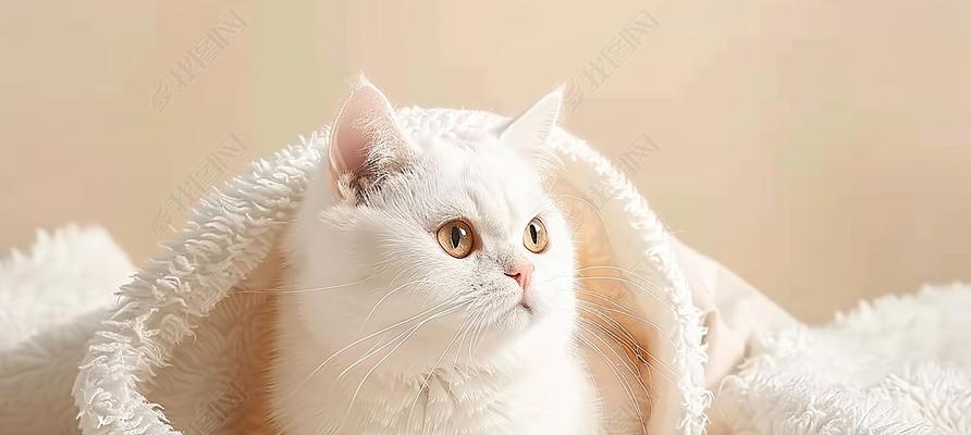 小猫的淘气之旅（跟随小猫探索世界）