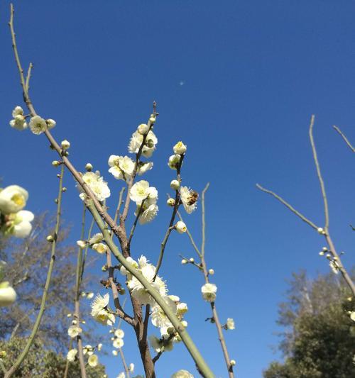 初恋的美丽春天（寻找记忆中的温暖）