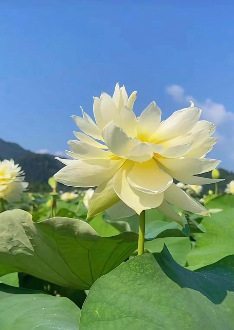 纯洁之美