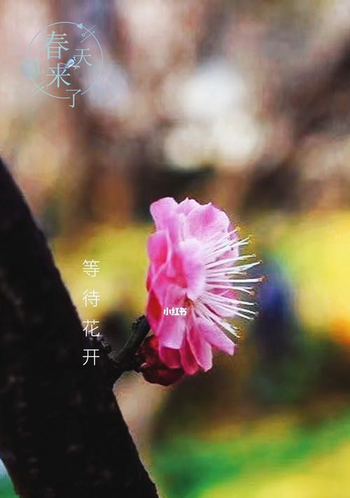开一朵花的力量