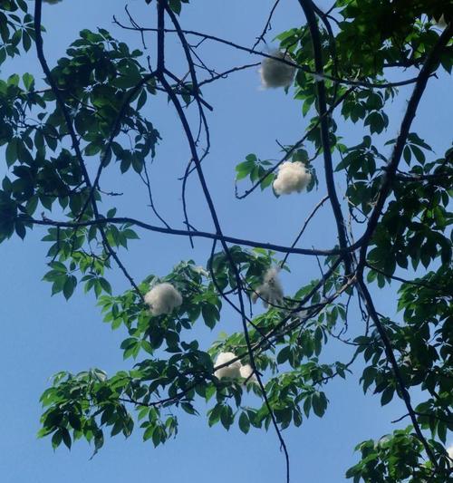 在大自然中寻找生命的意义（在大自然中寻找生命的意义）