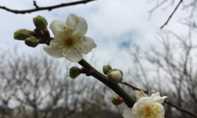 邂暗香（唯等来年）