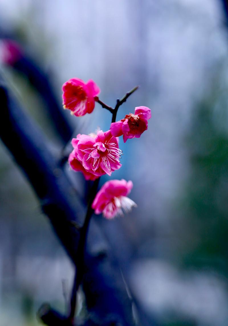寒冬梅花——一场不同凡响的邂逅（走进山间，遇见生命的美好）