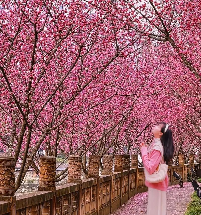 梅花盛开（以梅花每一次花开，永不言败）