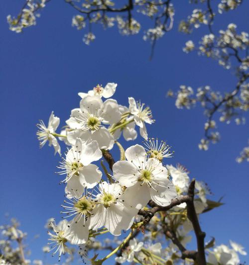 春日野外之美（探寻大自然的魅力）
