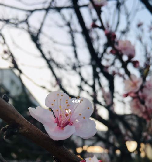 发现春天的礼物（寻找生命的踪迹）