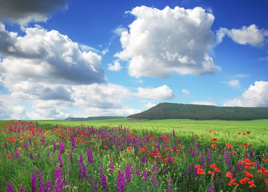 SpringBeauty:AStoryofBlossomingLove
