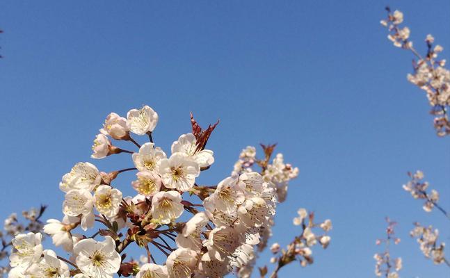 春天的思念（无数的相思情感）