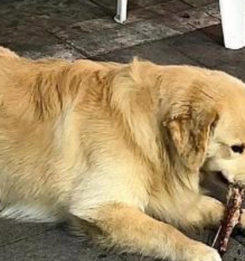 流浪犬的奇幻冒险（一只寻找幸福的狗）
