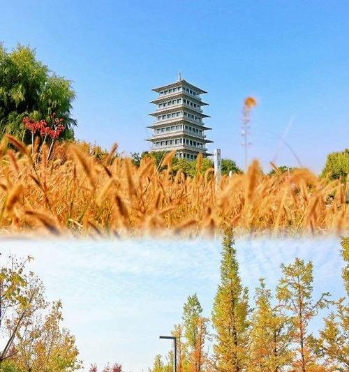 秋天的美丽（在我家乡）
