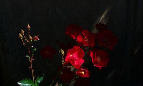 尘埃中的芬芳（寻找尘埃中的美好）