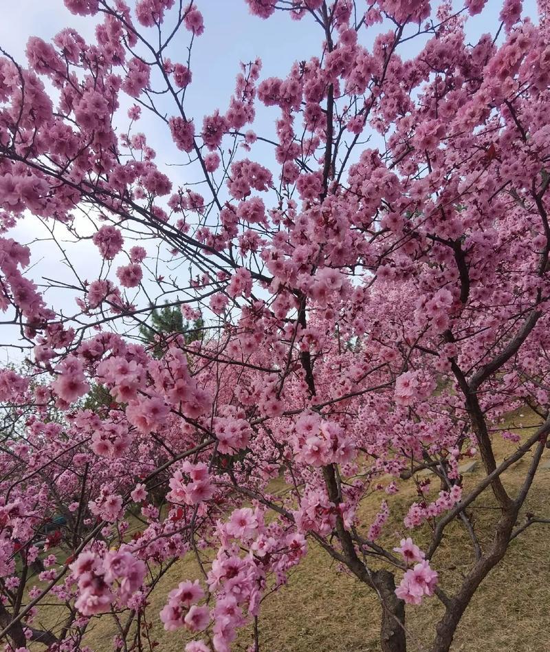 樱花下的约定（一段属于青春的旅程）