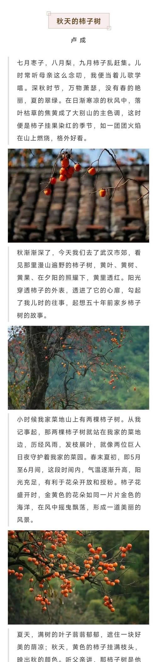 秋意渐浓：我家乡的美丽秋天