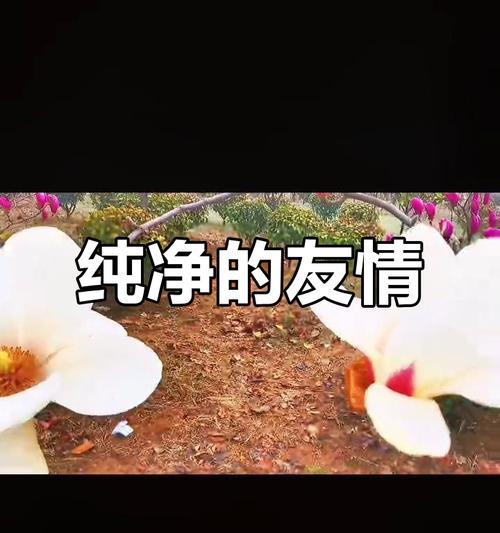 真挚的友情（相知相惜，永不放弃）