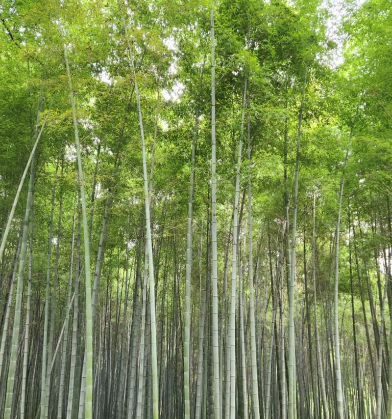 探寻失落的记忆，守护自然之美（探寻失落的记忆，守护自然之美）