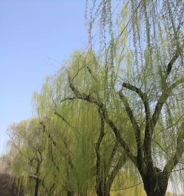 我爱美丽春天