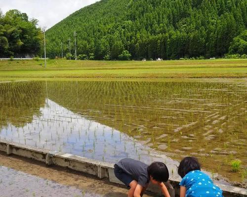 亲情的味道（一碗温馨的炖汤）