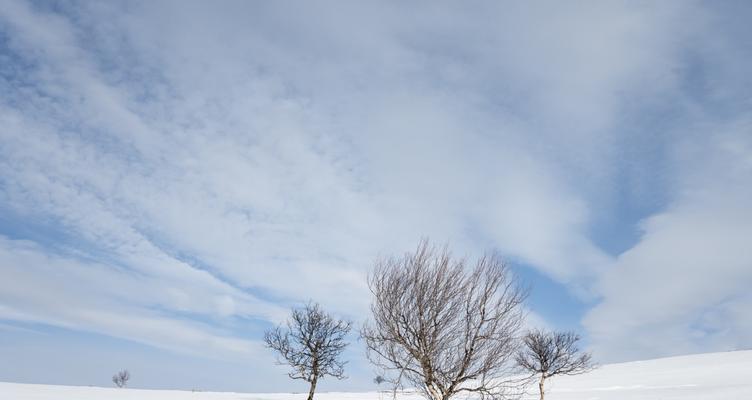 白茫茫的雪地里隐藏着一个神秘的故事（白茫茫的雪地里隐藏着一个神秘的故事）